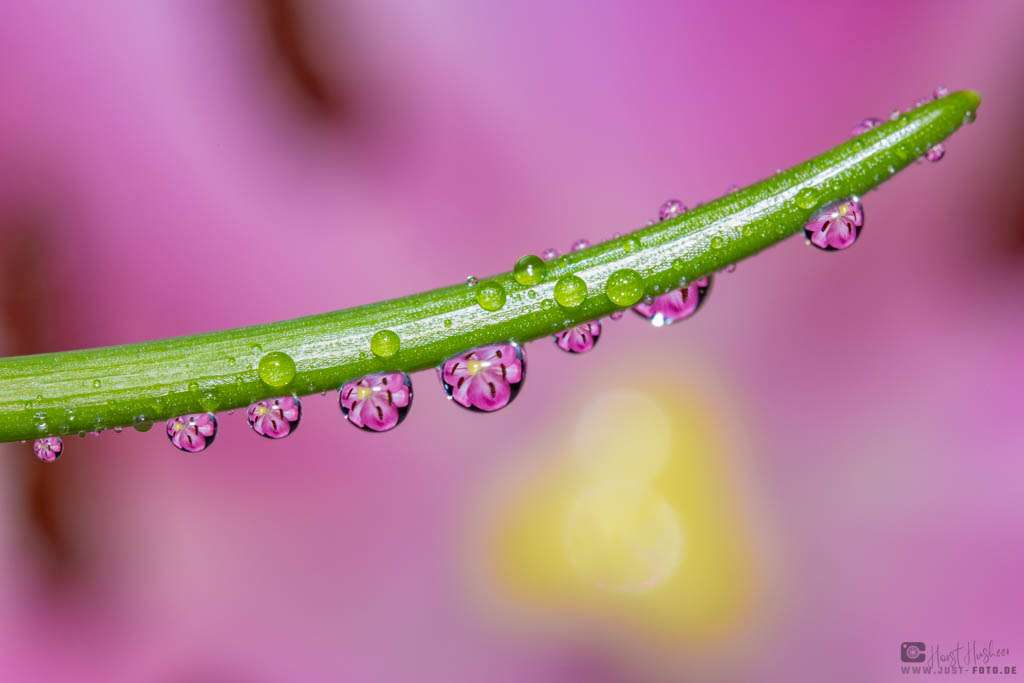 Indoor Fotografie: Eine Lilie die sich in Wassertropfen spiegelt