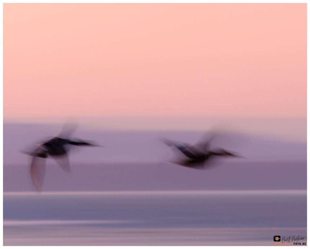 Vögel fliegen in den Sonnenuntergang