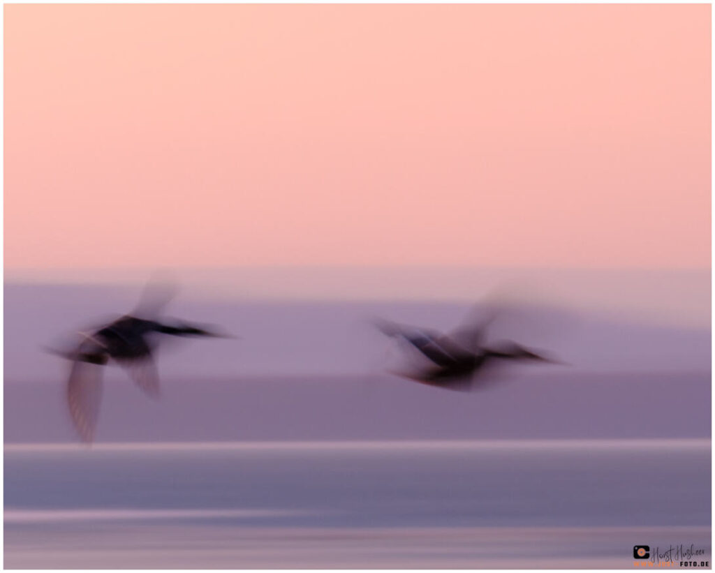 fliegende Enten bei Sonnenaufgang