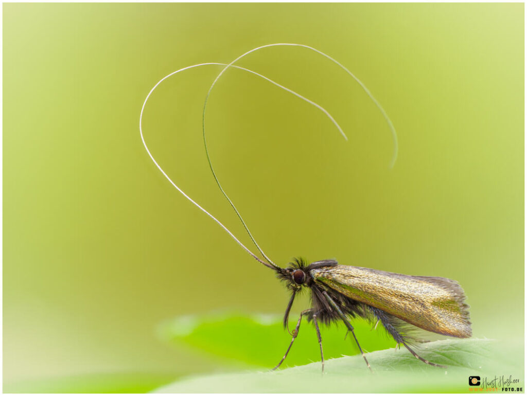 Grüne Langhornmotte - Fotografieren lernen - Focus Stacking - just-foto.de