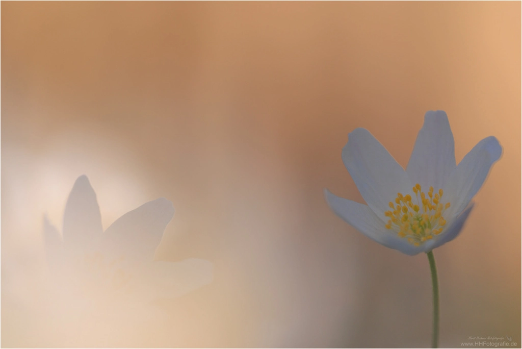 Fotokurs Blumen Fotografie auf just-foto.de