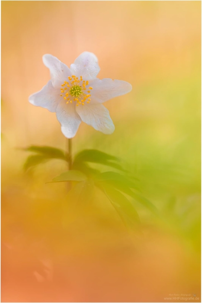 Workshop Makro Fotografie - Fotokurs Blumenfotografie - Buschwindröschen - Hannover - Deister