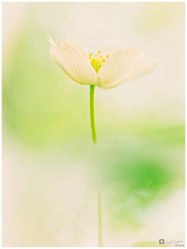 Fotokurs Blumen Fotografie auf just-foto.de