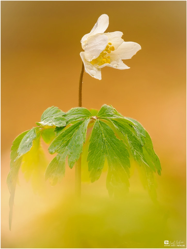 Fotokurs Blumen Fotografie auf just-foto.de