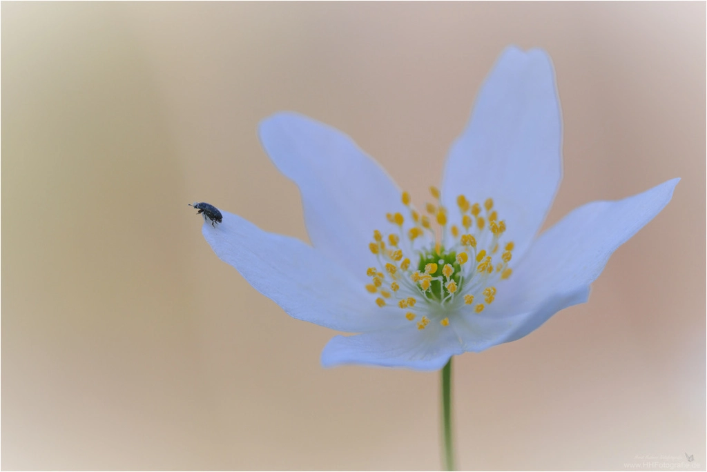 Fotokurs Blumen Fotografie auf just-foto.de