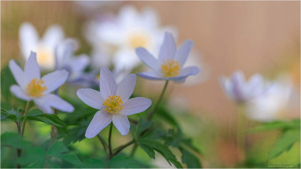 Fotokurs Blumen Fotografie auf just-foto.de