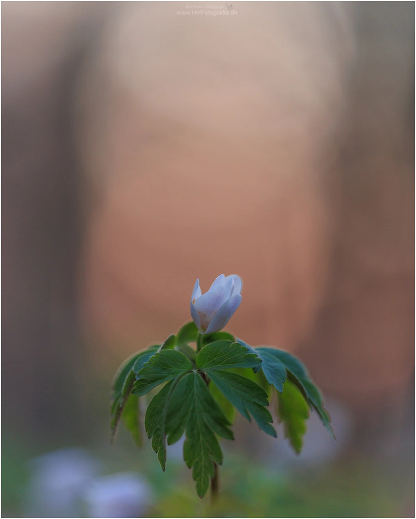 Fotokurs Blumen Fotografie auf just-foto.de