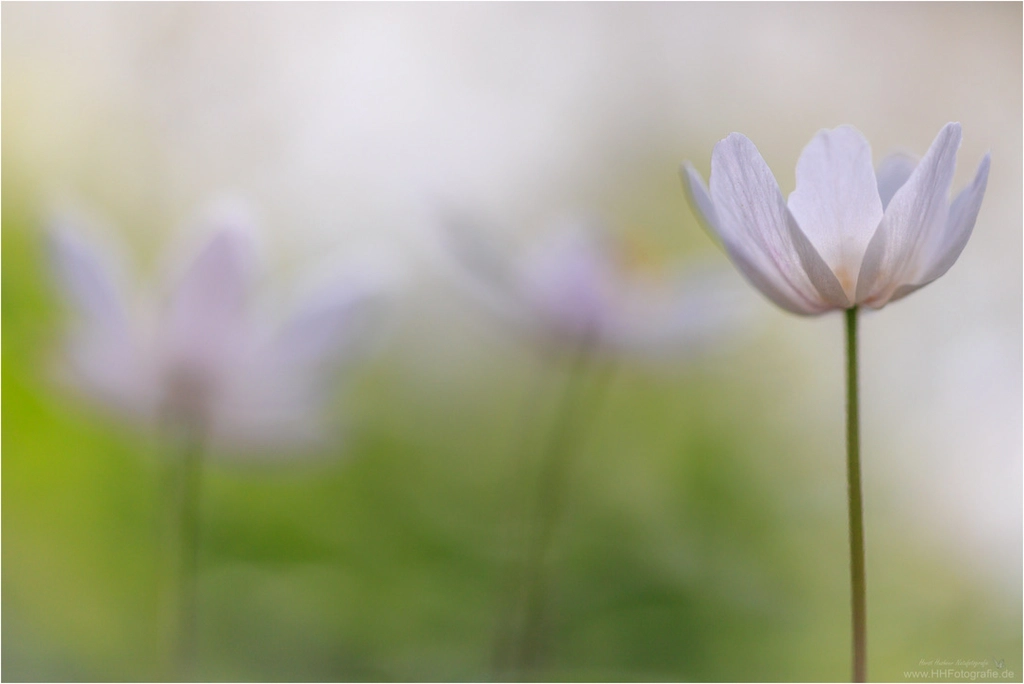 Fotokurs Blumen Fotografie auf just-foto.de