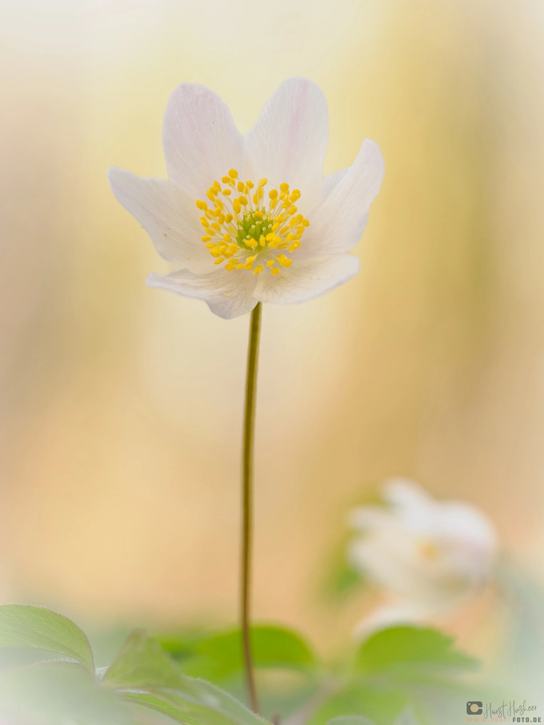 Fotokurs Blumen Fotografie auf just-foto.de