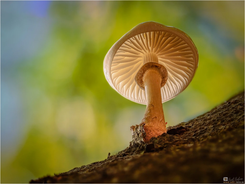 Pilz Fotografie Workshop Deister bei Hannover