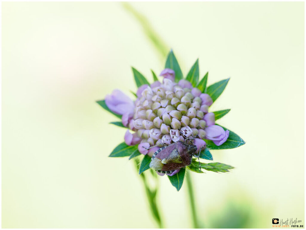 Beerenwanze auf Wiesenblume