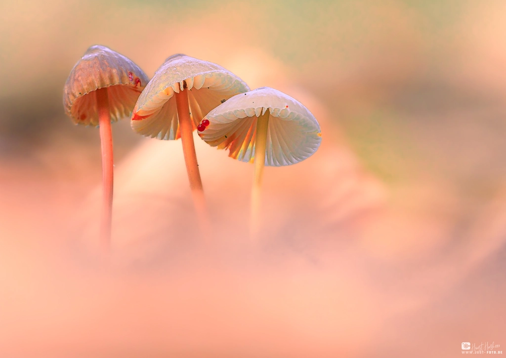 Workshop Pilzfotografie orangemilchende Helmlinge im sanftem Boke