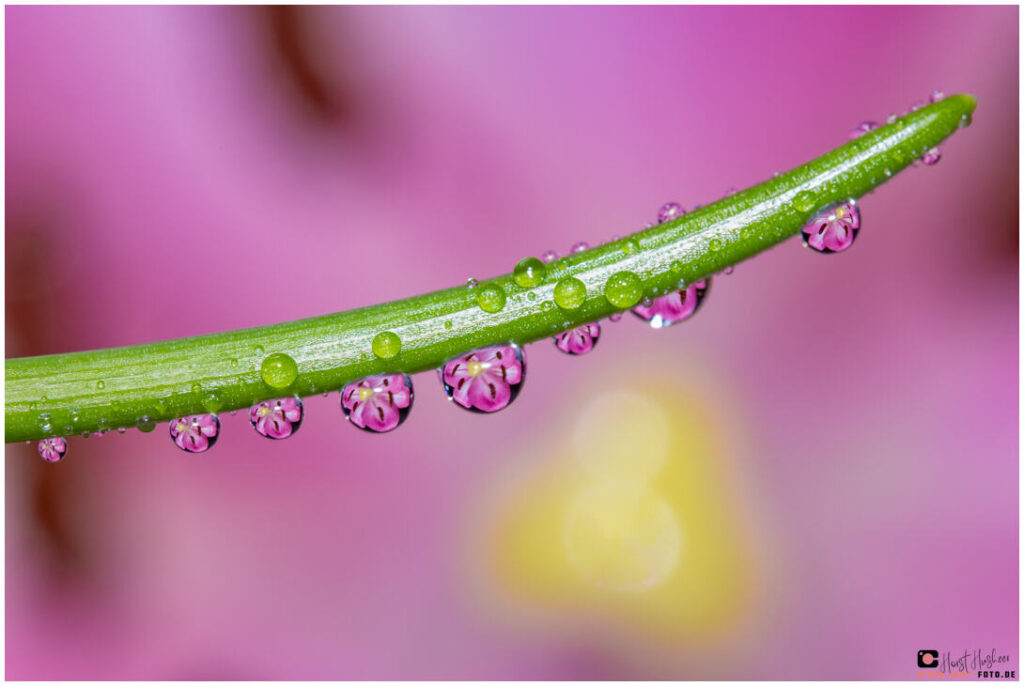 Eine Iris spiegelt sich in Wassertropfen