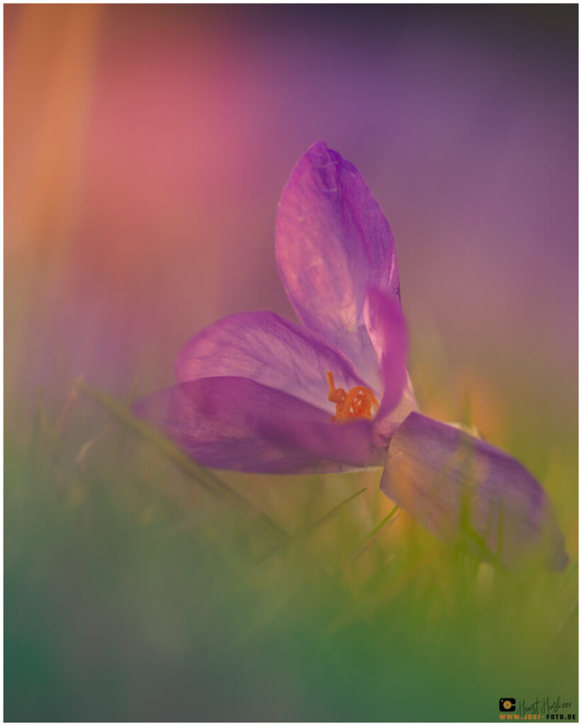 Krokus bei Sonnenuntergang