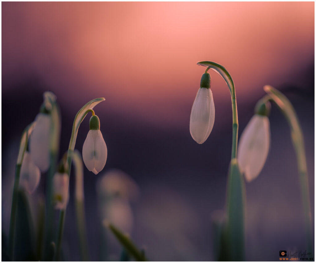 Schneeglöckchen bei Sonnenuntergang