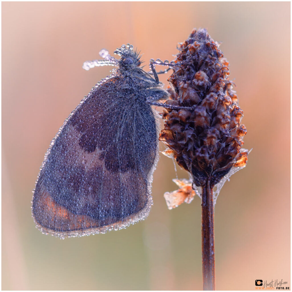 Schmetterling mit Tautropfen