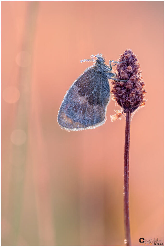 Schmetterling mit Tautropfen