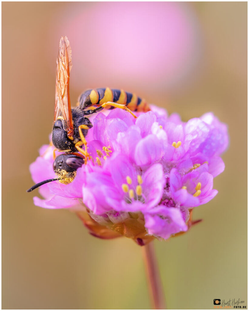 Bienenwolf beim Frühstück