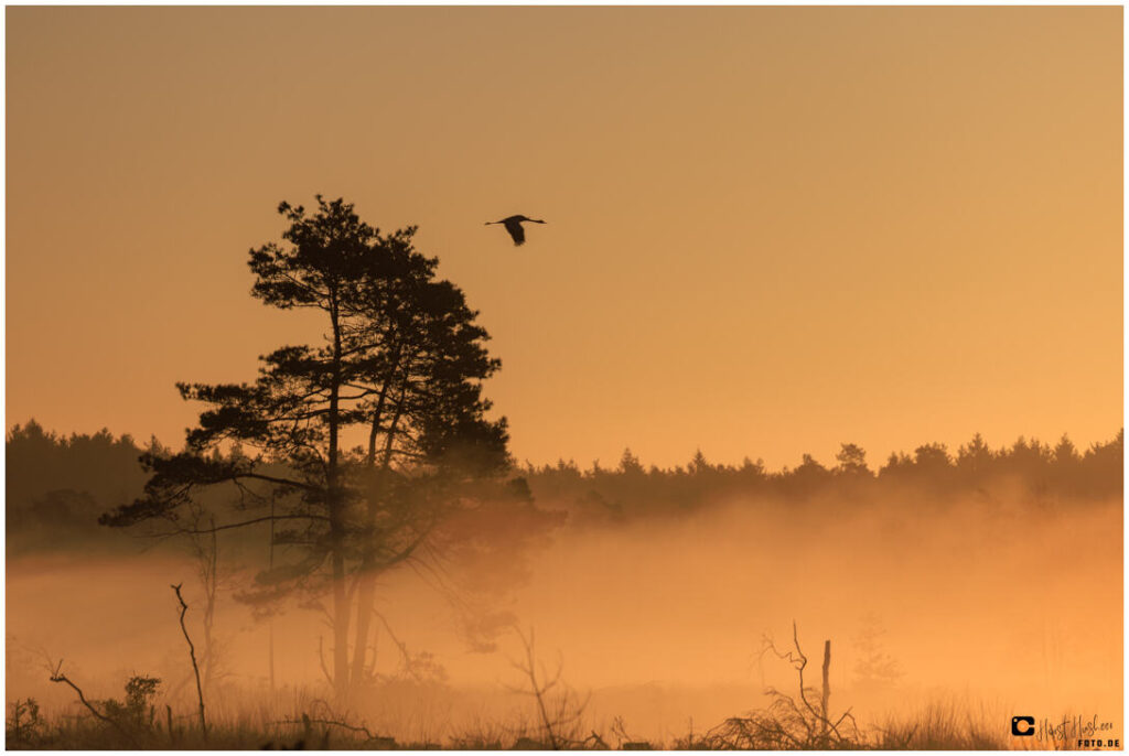 Nebelige Morgenstimmung im Pietzmoor mit Kranich