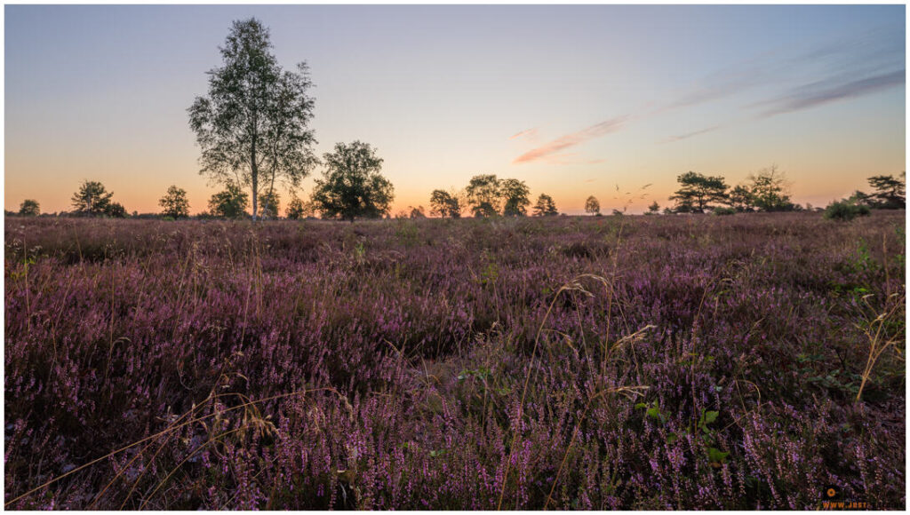 Sonnenaufgang in der Lüneburger Heide bei Schneeverdingen