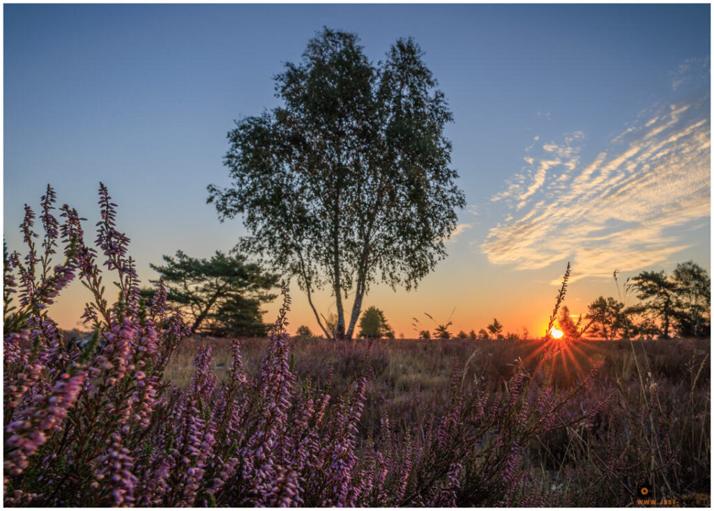 Sonnenaufgang in der Lüneburger Heide bei Schneeverdingen