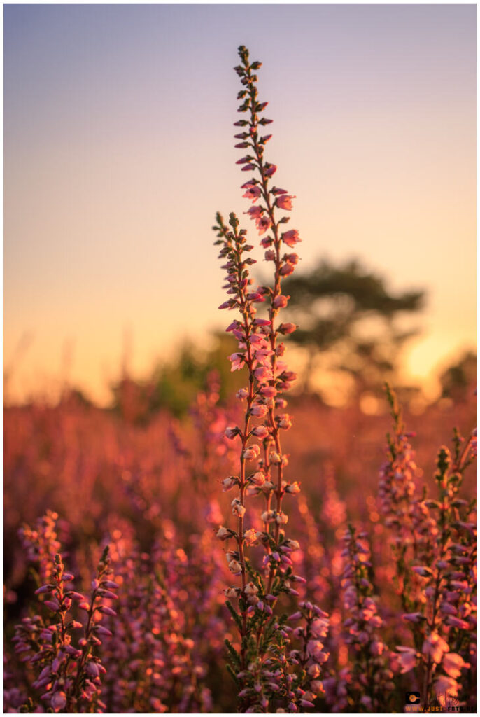 Sonnenaufgang in der Lüneburger Heide bei Schneeverdingen