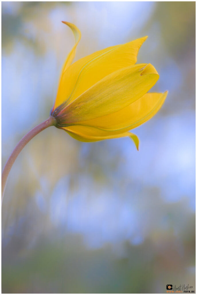 Wilde Tulpe